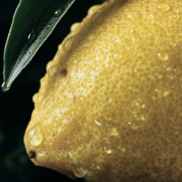 A lemon on the branch