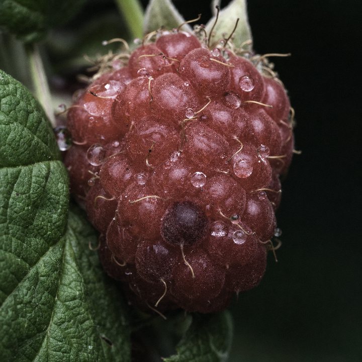 Ripe raspberries on the cane