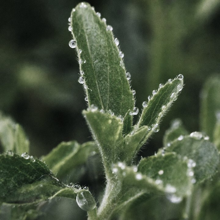 A fresh sprig of the stevia plant