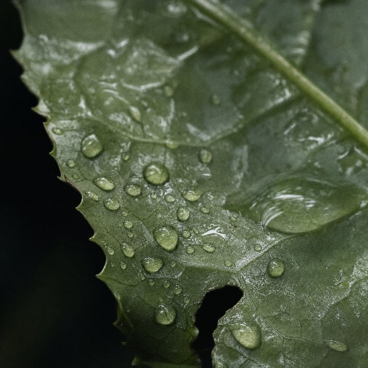 Natural Caffeine