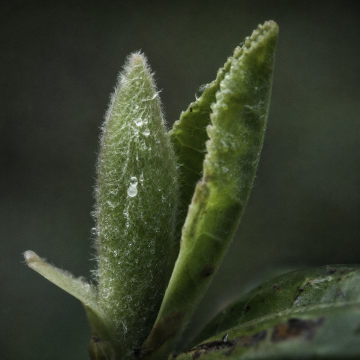 L-Theanine